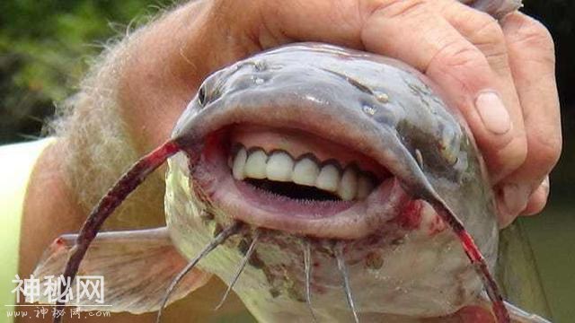 17个最像人的动物 第三个真是销魂!-1.jpg