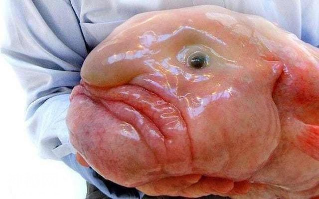 17个最像人的动物 第三个真是销魂!-2.jpg