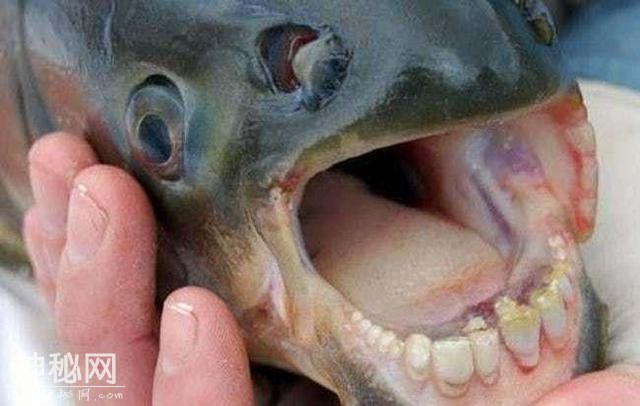 17个最像人的动物 第三个真是销魂!-9.jpg