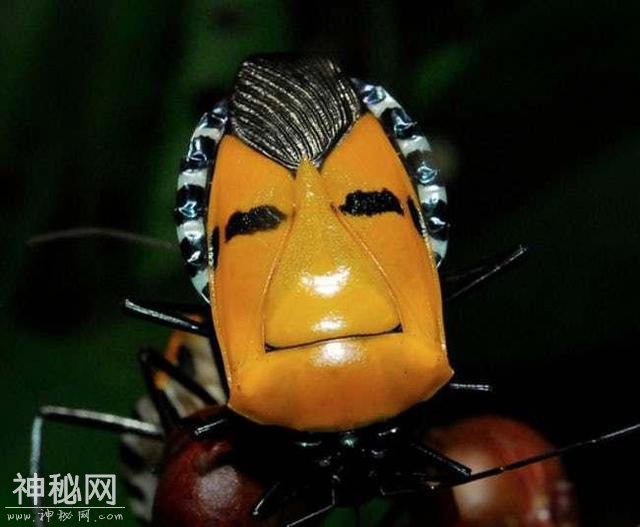 17个最像人的动物 第三个真是销魂!-13.jpg