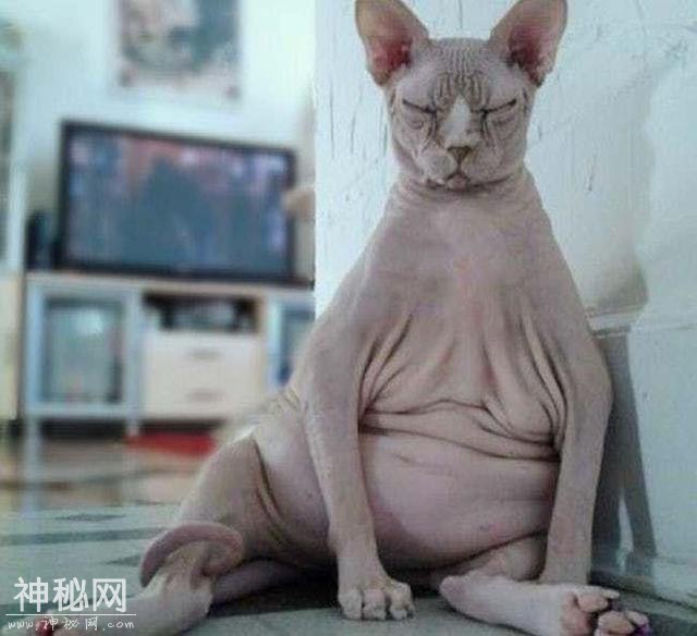 17个最像人的动物 第三个真是销魂!-16.jpg
