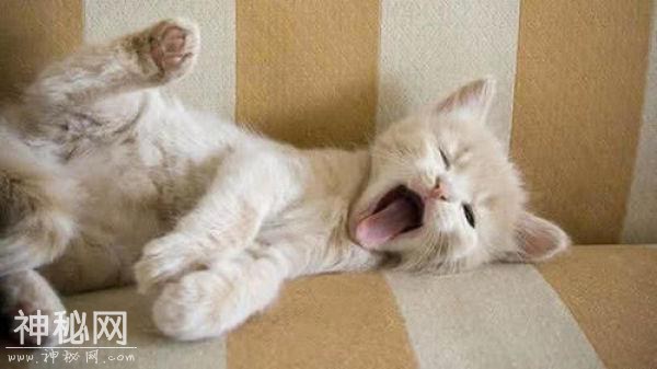 组图：宠物猫咪的生活到处充满了欢乐与搞笑-3.jpg
