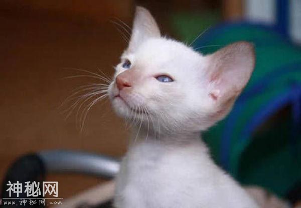 组图：宠物猫咪的生活到处充满了欢乐与搞笑-2.jpg