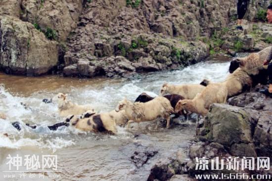 美姑县2019年“尼姆 约纱茨”民俗活动举行-5.jpg
