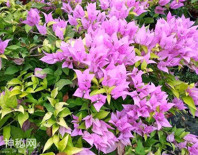 养三角梅，学会此“绝技”，想让它啥时候开花，任由你控制-3.jpg