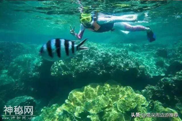 探索海底世界 人均200玩浮潜 住蓝鲸酒店+环岛游+海钓+UFO游泳池-16.jpg
