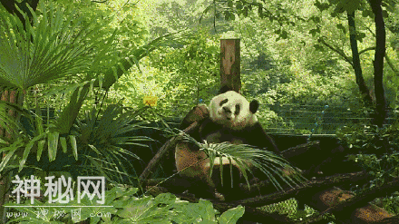 熊猫、河马如何度过炎夏？动物防暑降温有妙招-3.jpg