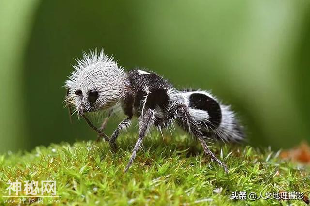 世界上这些生物你可能没见过，隐藏生物大揭秘-17.jpg