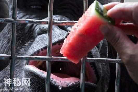 酷暑到来 上海动物园的动物们如何消暑？-6.jpg
