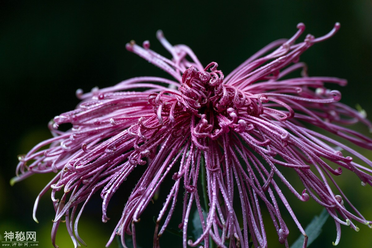图虫人文摄影：菊花-12.jpg