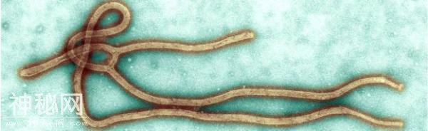 埃博拉病毒在刚果蔓延，世界卫生组织宣布“紧急情况”，千人死亡-5.jpg