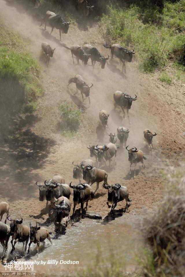 肯尼亚动物大迁徙。看这里就够啦-5.jpg