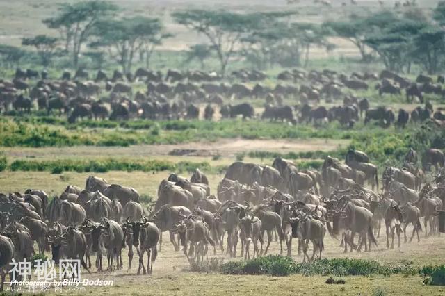 肯尼亚动物大迁徙。看这里就够啦-3.jpg