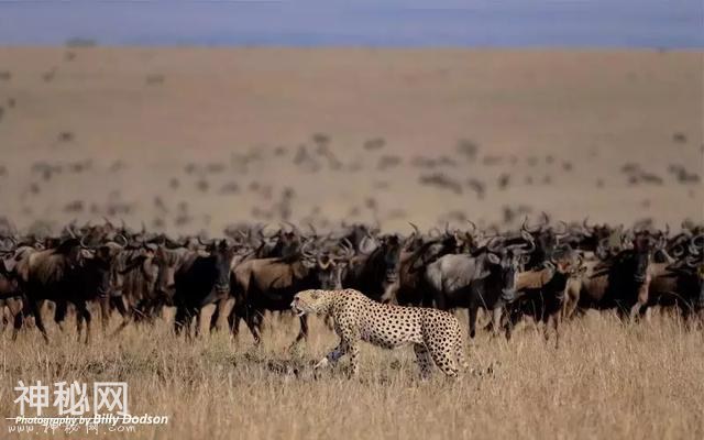 肯尼亚动物大迁徙。看这里就够啦-8.jpg