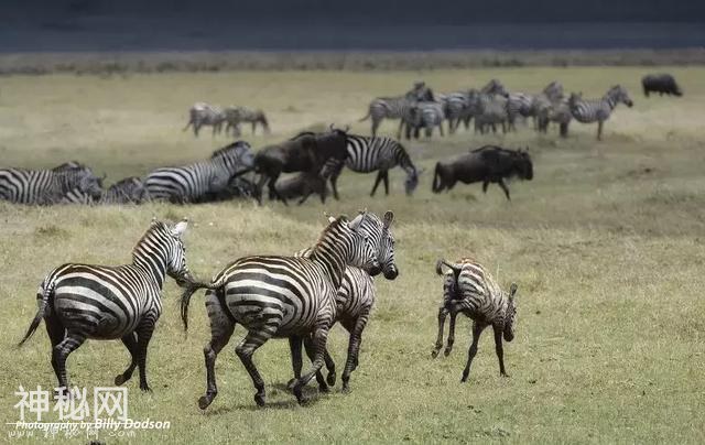 肯尼亚动物大迁徙。看这里就够啦-14.jpg