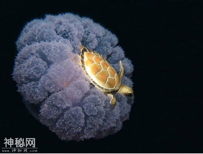 非常罕见珍贵的大自然现象图集，看完不得不佩服大自然的鬼斧神工-1.jpg