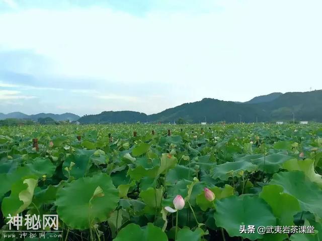 朱熹故里：走进武夷山千年古镇，与人文山水隔空对话-42.jpg