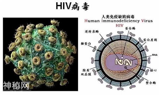 科普 | HIV抗病毒治疗耐药是怎么发生的？-3.jpg