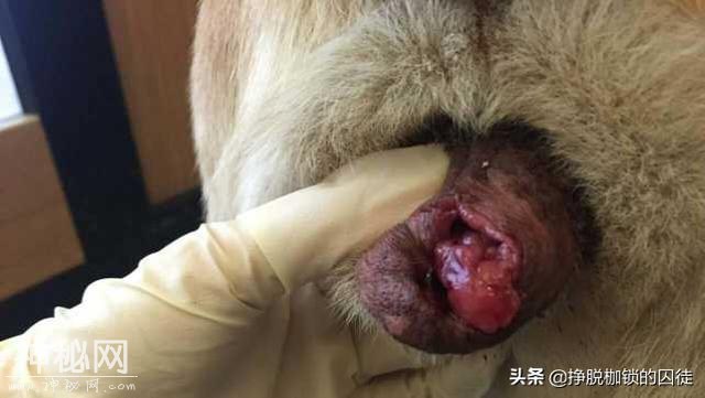 来自一条狗的癌症传遍大半个世界？还能说癌症不会传染吗？-4.jpg