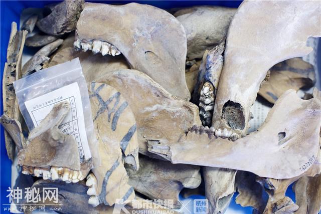 浙江唯一动物考古学家是90后 她眼里的每块骨头都有故事-7.jpg