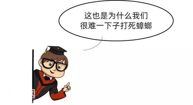 为什么会有蟑螂这种反人类的动物出现？-10.jpg