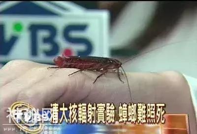 为什么会有蟑螂这种反人类的动物出现？-14.jpg
