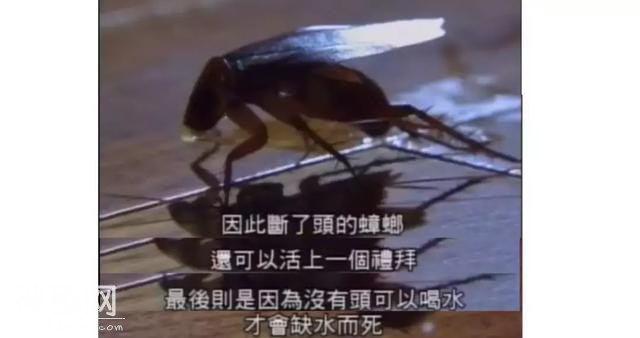 为什么会有蟑螂这种反人类的动物出现？-13.jpg