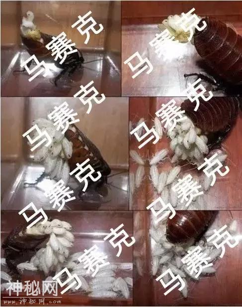 为什么会有蟑螂这种反人类的动物出现？-16.jpg