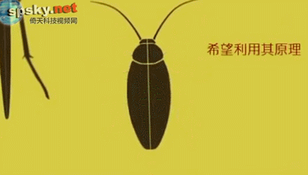 为什么会有蟑螂这种反人类的动物出现？-43.jpg