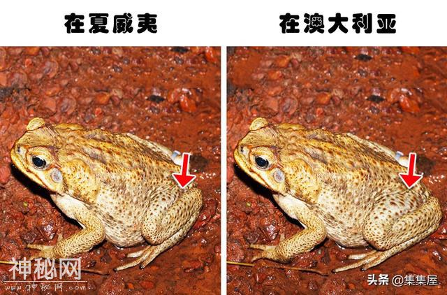 人类这些年所发现的7种生物产生的进化-2.jpg