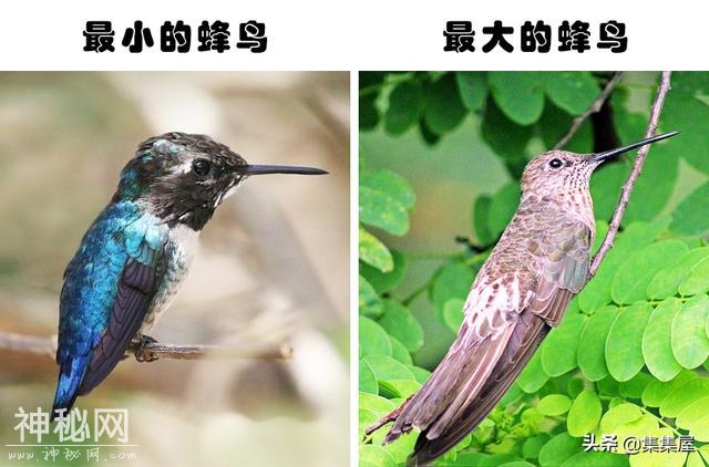 人类这些年所发现的7种生物产生的进化-5.jpg
