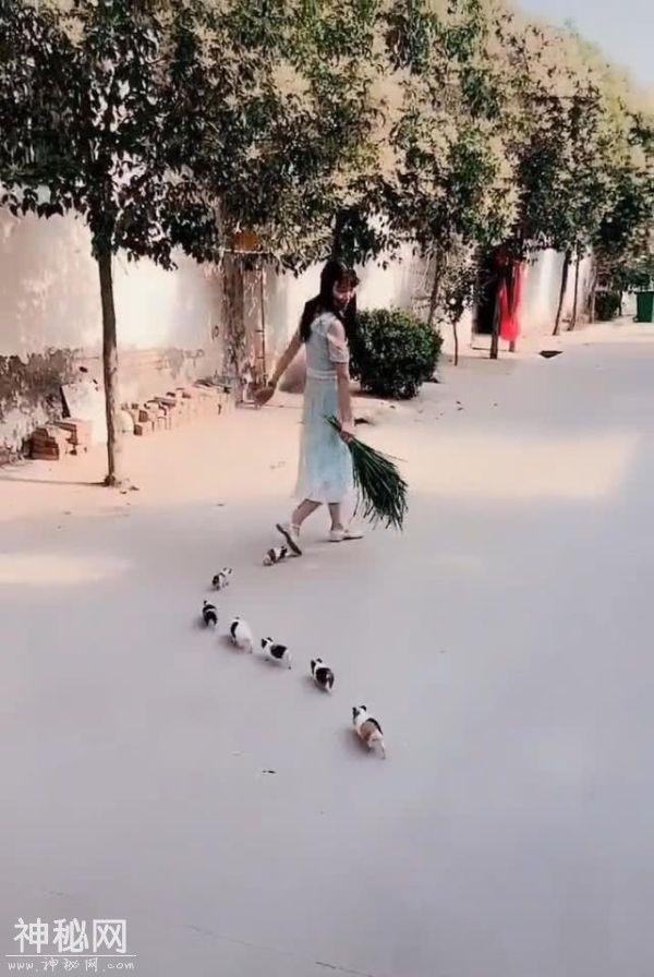 美女身后跟着一群小动物，男子感到不对，走近看清后忍不住笑出声-4.jpg