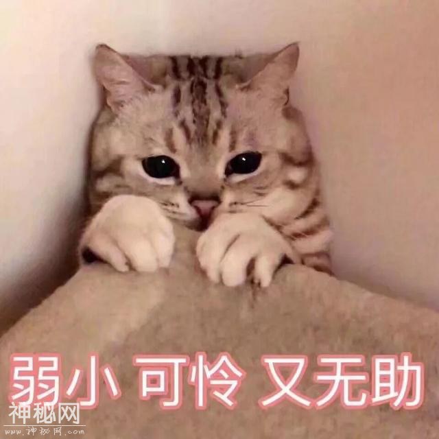 提醒！已有100多人被蛇咬伤，深圳这些地方已发现毒蛇出没-2.jpg