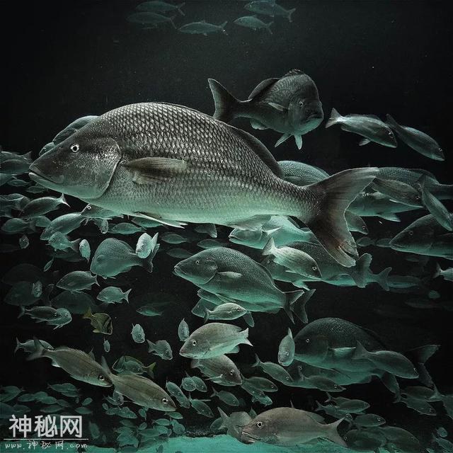 星球 · 文化 | 2019年iPhone摄影大赛获奖作品揭晓-12.jpg