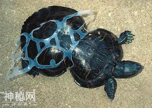 看着这些动物，你肯定会心疼……-17.jpg