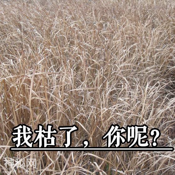 用手机拍出单反级照片！学会只需三分钟-3.jpg