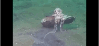 海洋生物戏真多-4.jpg