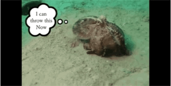 海洋生物戏真多-9.jpg