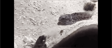 海洋生物戏真多-6.jpg