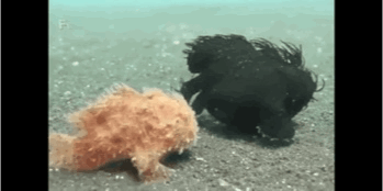 海洋生物戏真多-14.jpg