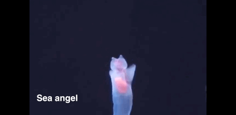 海洋生物戏真多-18.jpg
