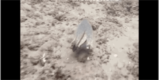 海洋生物戏真多-19.jpg