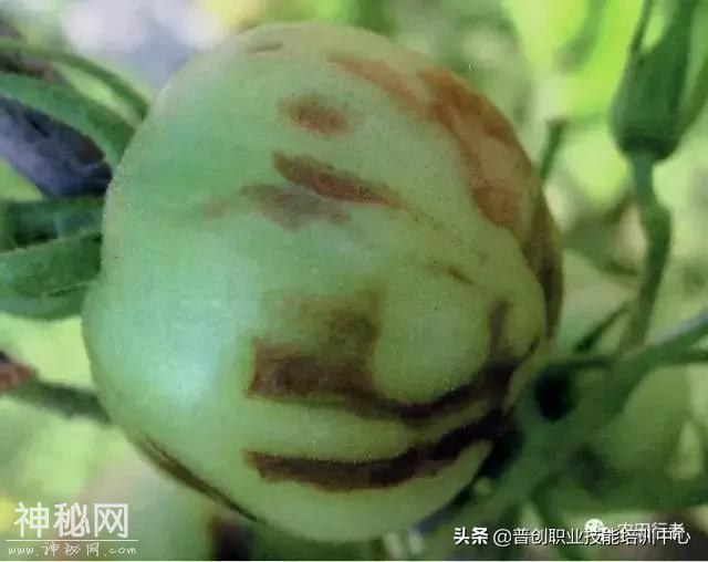 西红柿病毒病全解-14.jpg