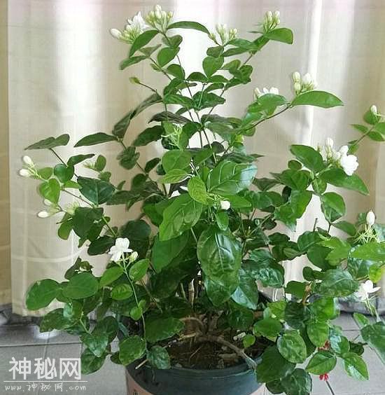 盆栽茉莉花，叶片干枯脱落，抛开“自然现象”，还有3点原因-6.jpg