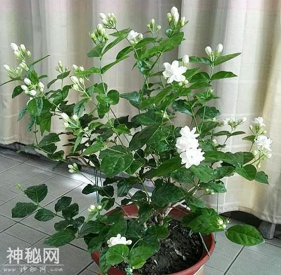 盆栽茉莉花，叶片干枯脱落，抛开“自然现象”，还有3点原因-5.jpg