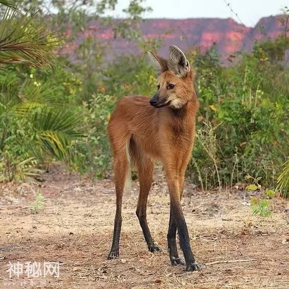 这60种动物，太罕见了，你可能见过的没几个-33.jpg