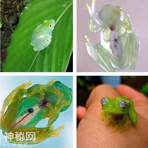 这60种动物，太罕见了，你可能见过的没几个-44.jpg