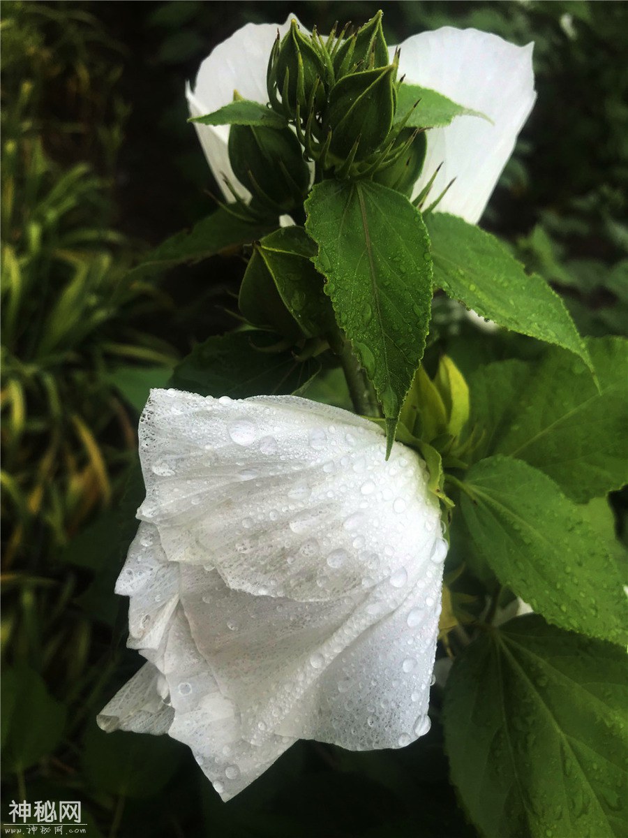 图虫人文摄影：刘勇良手机纪实摄影：雨后花-5.jpg