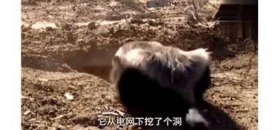 动物世界的网红「平头哥」；非洲乱不乱；它说了算；-23.jpg