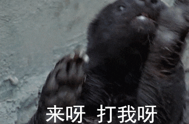 动物世界的网红「平头哥」；非洲乱不乱；它说了算；-25.jpg